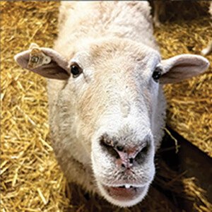 A close-up of a sheep with light wool standing on straw, looking directly at the camera with its mouth slightly open.